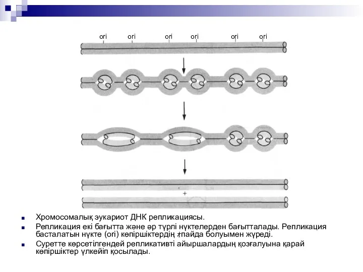 Хромосомалық эукариот ДНК репликациясы. Репликация екі бағытта және әр түрлі нүктелерден бағытталады. Репликация