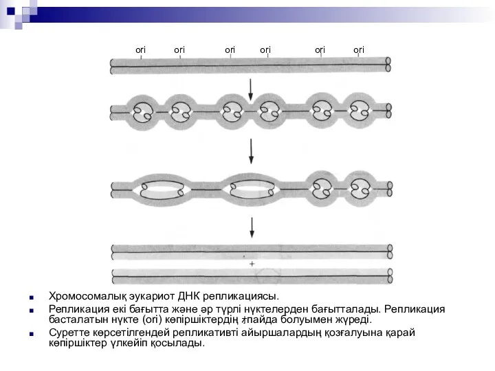 Хромосомалық эукариот ДНК репликациясы. Репликация екі бағытта және әр түрлі