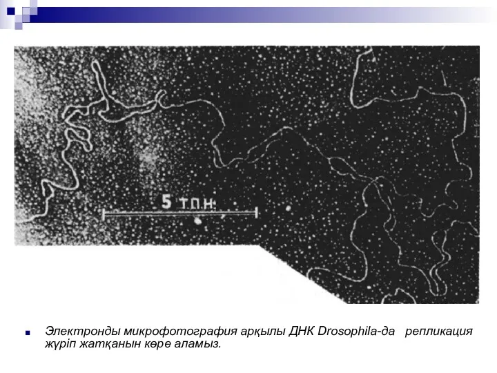 Электронды микрофотография арқылы ДНК Drosophila-да репликация жүріп жатқанын көре аламыз.