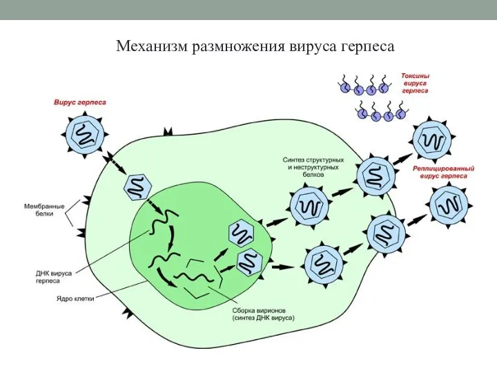 Механизм размножения вируса герпеса