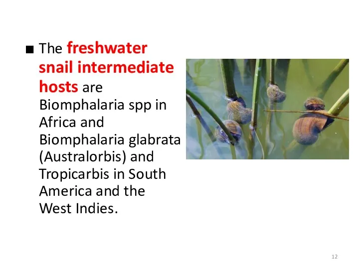 The freshwater snail intermediate hosts are Biomphalaria spp in Africa