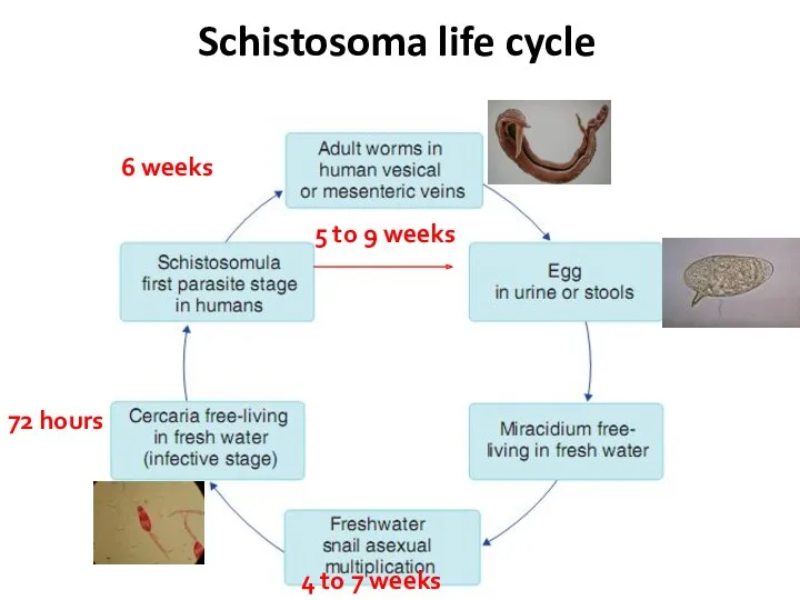 Schistosoma life cycle 4 to 7 weeks 72 hours 6 weeks