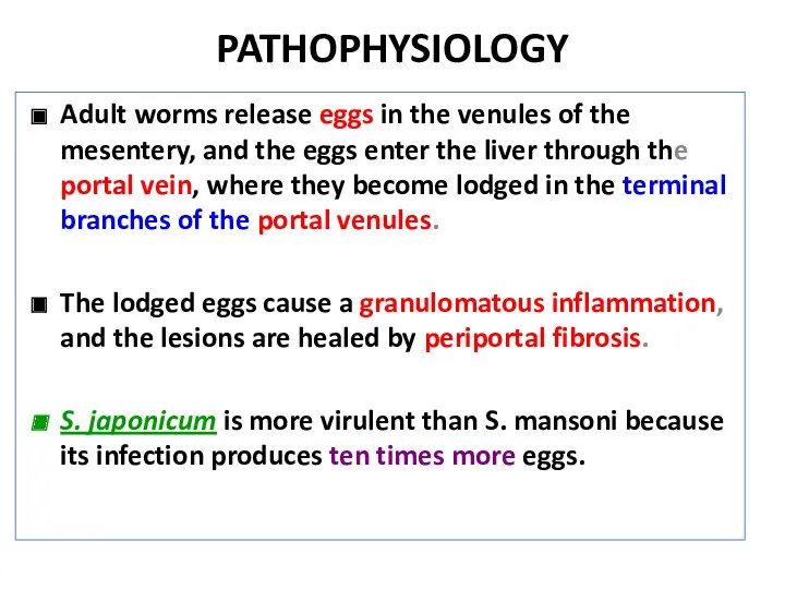 PATHOPHYSIOLOGY Adult worms release eggs in the venules of the