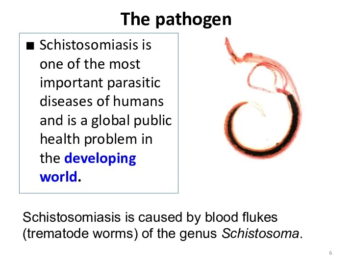 The pathogen Schistosomiasis is one of the most important parasitic
