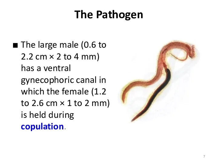 The Pathogen The large male (0.6 to 2.2 cm ×