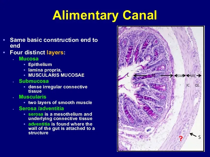 Alimentary Canal Same basic construction end to end Four distinct