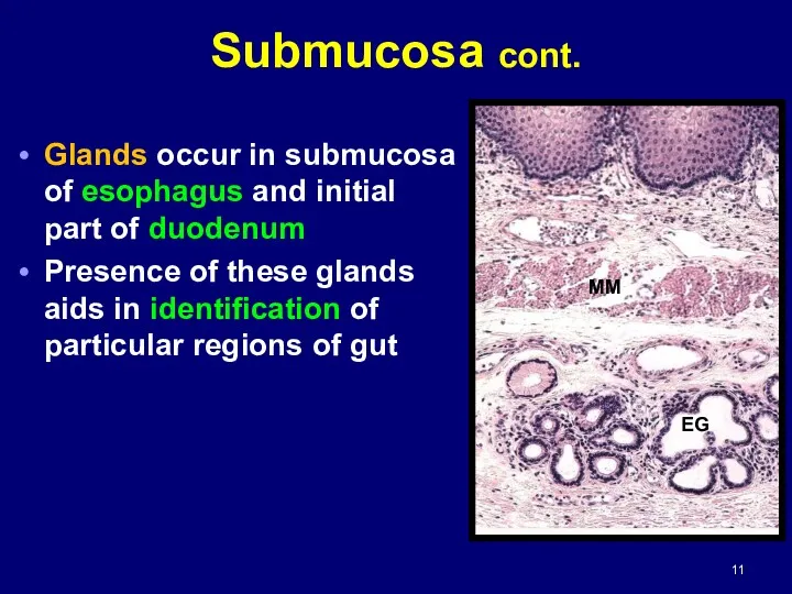 Glands occur in submucosa of esophagus and initial part of