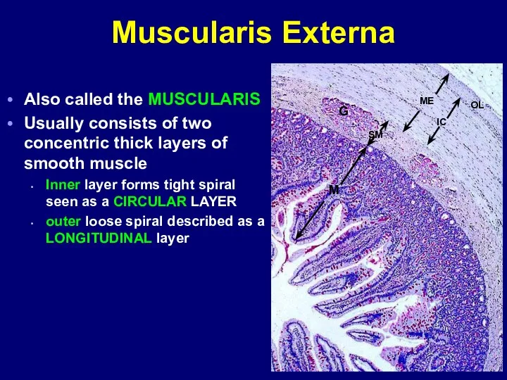 Muscularis Externa Also called the MUSCULARIS Usually consists of two