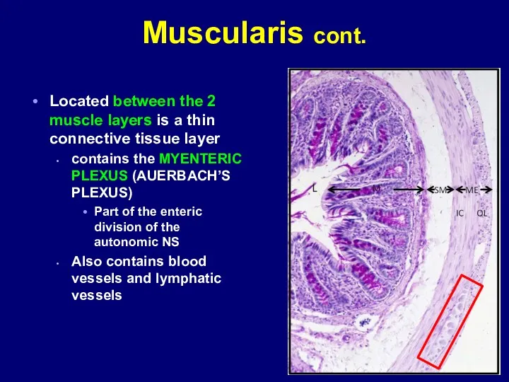 Muscularis cont. Located between the 2 muscle layers is a