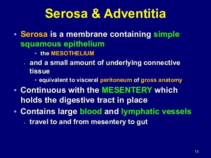 Serosa & Adventitia Serosa is a membrane containing simple squamous