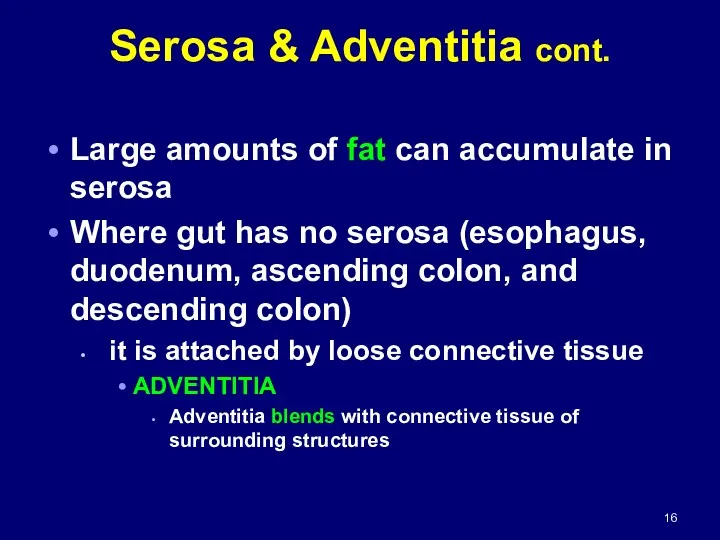 Serosa & Adventitia cont. Large amounts of fat can accumulate