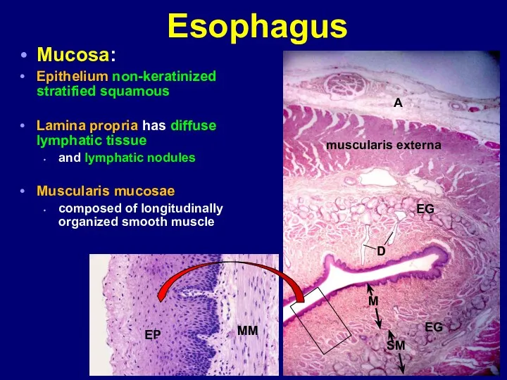 Esophagus Mucosa: Epithelium non-keratinized stratified squamous Lamina propria has diffuse