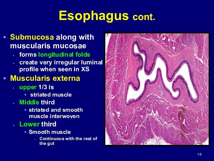 Esophagus cont. Submucosa along with muscularis mucosae forms longitudinal folds
