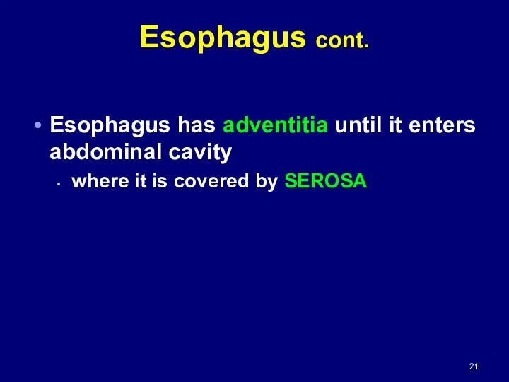 Esophagus has adventitia until it enters abdominal cavity where it is covered by SEROSA Esophagus cont.
