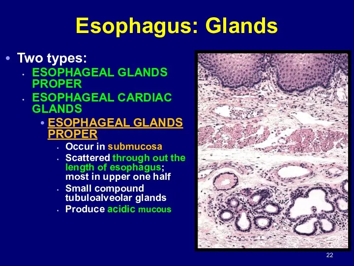Esophagus: Glands Two types: ESOPHAGEAL GLANDS PROPER ESOPHAGEAL CARDIAC GLANDS