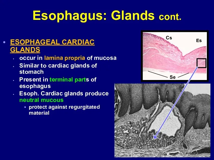 Esophagus: Glands cont. ESOPHAGEAL CARDIAC GLANDS occur in lamina propria