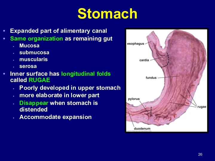 Stomach Expanded part of alimentary canal Same organization as remaining