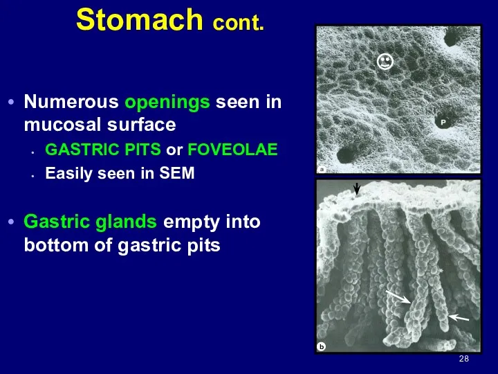 Stomach cont. Numerous openings seen in mucosal surface GASTRIC PITS