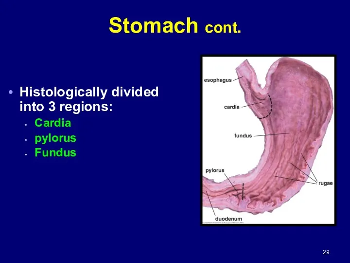 Histologically divided into 3 regions: Cardia pylorus Fundus Stomach cont.