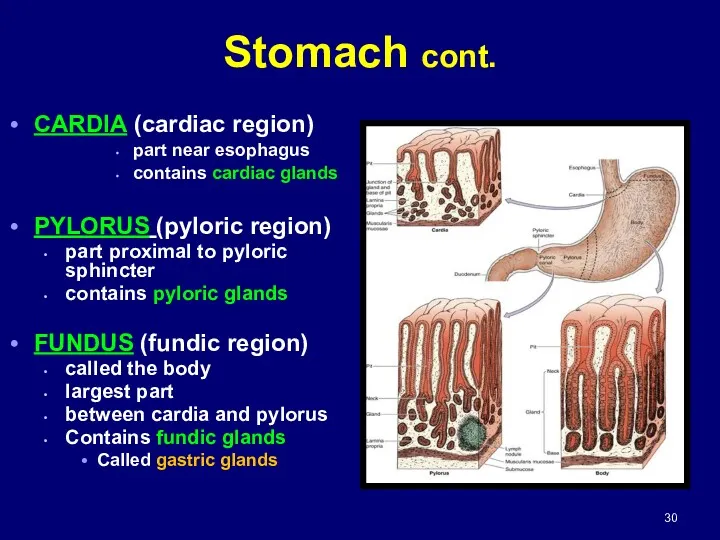 CARDIA (cardiac region) part near esophagus contains cardiac glands PYLORUS