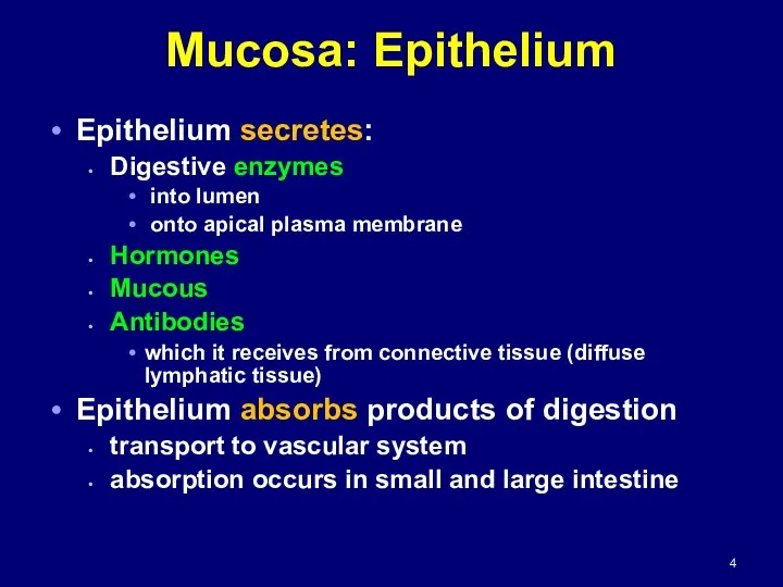 Mucosa: Epithelium Epithelium secretes: Digestive enzymes into lumen onto apical