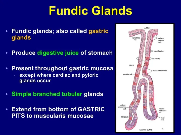 Fundic Glands Fundic glands; also called gastric glands Produce digestive