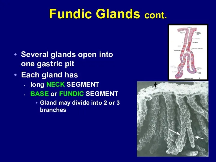 Fundic Glands cont. Several glands open into one gastric pit