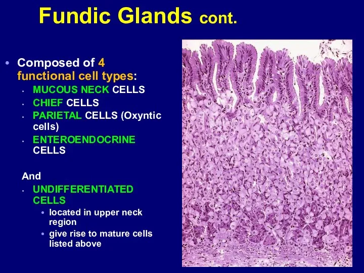 Composed of 4 functional cell types: MUCOUS NECK CELLS CHIEF