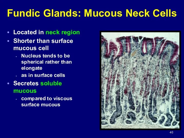 Fundic Glands: Mucous Neck Cells Located in neck region Shorter