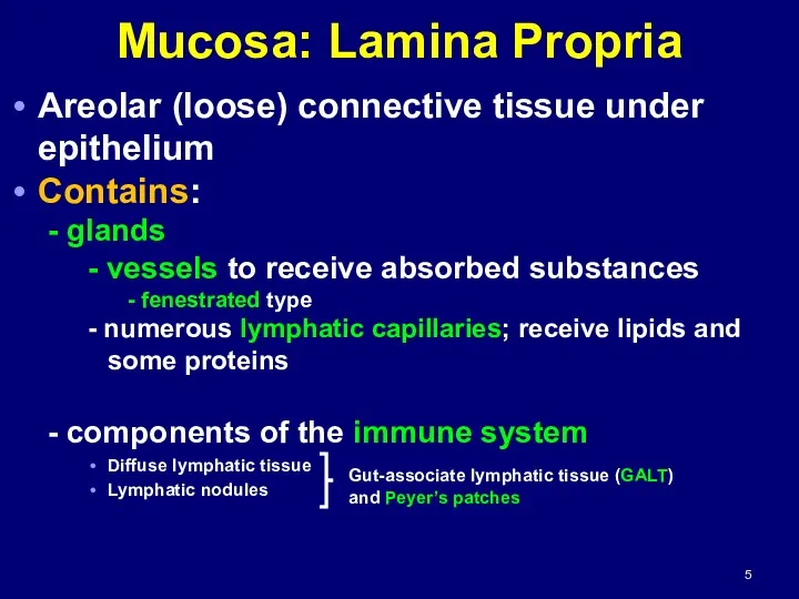 Mucosa: Lamina Propria Areolar (loose) connective tissue under epithelium Contains: