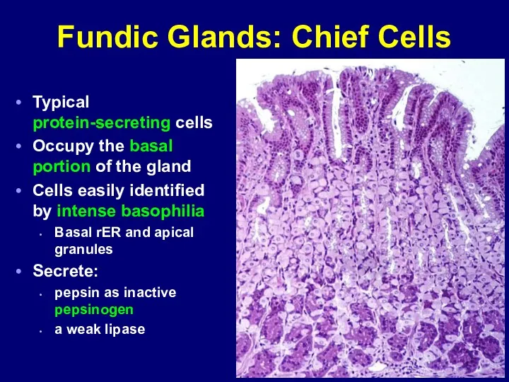 Fundic Glands: Chief Cells Typical protein-secreting cells Occupy the basal