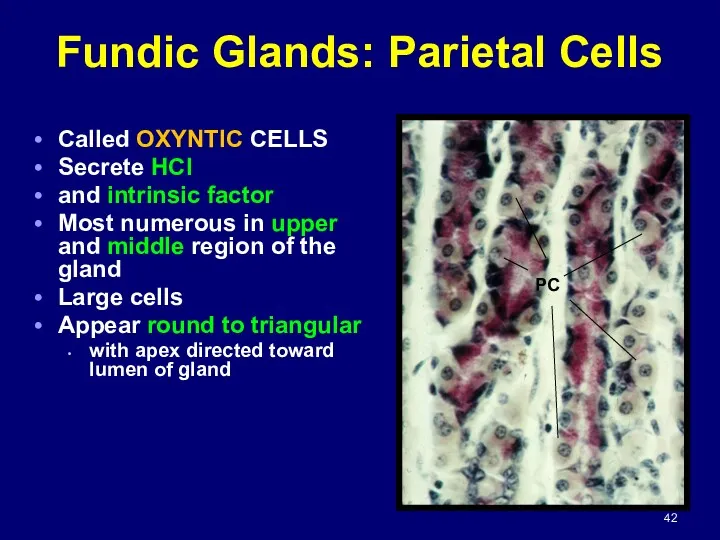 Fundic Glands: Parietal Cells Called OXYNTIC CELLS Secrete HCl and