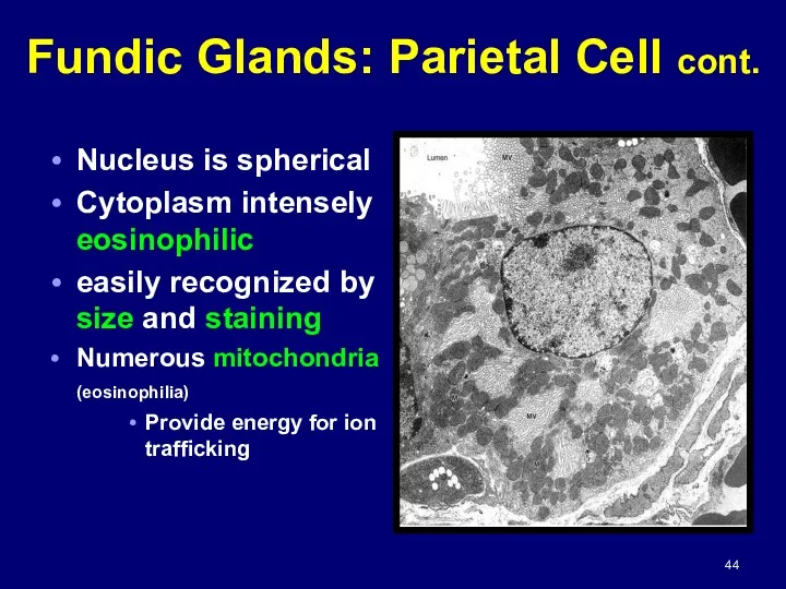 Fundic Glands: Parietal Cell cont. Nucleus is spherical Cytoplasm intensely