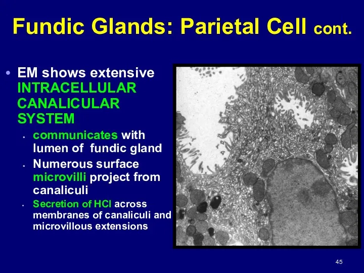 EM shows extensive INTRACELLULAR CANALICULAR SYSTEM communicates with lumen of