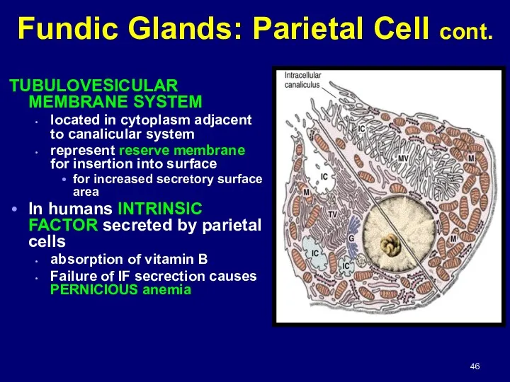 TUBULOVESICULAR MEMBRANE SYSTEM located in cytoplasm adjacent to canalicular system