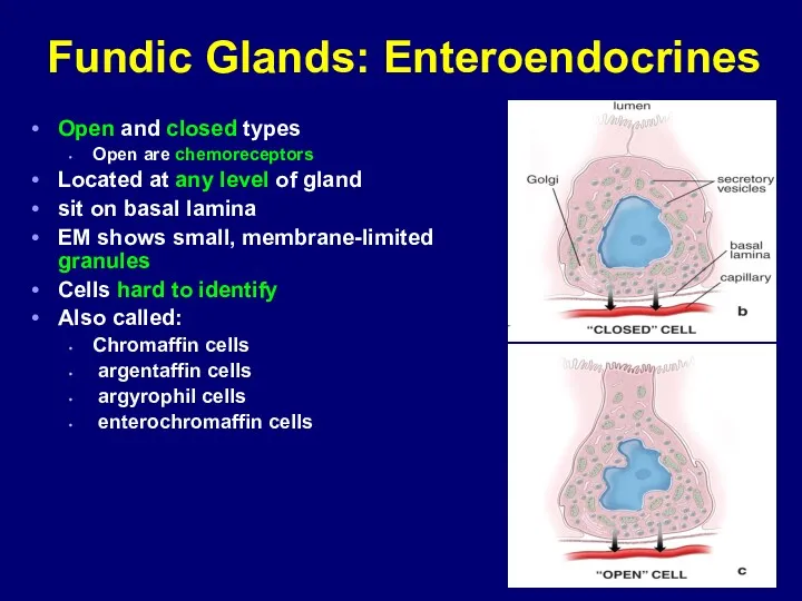 Fundic Glands: Enteroendocrines Open and closed types Open are chemoreceptors