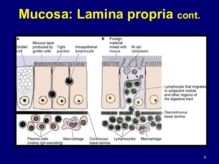 Mucosa: Lamina propria cont.