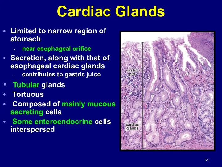 Cardiac Glands Limited to narrow region of stomach near esophageal