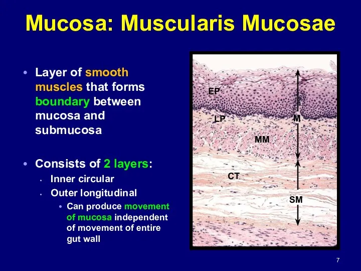 Mucosa: Muscularis Mucosae Layer of smooth muscles that forms boundary