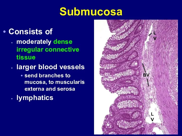 Submucosa Consists of moderately dense irregular connective tissue larger blood