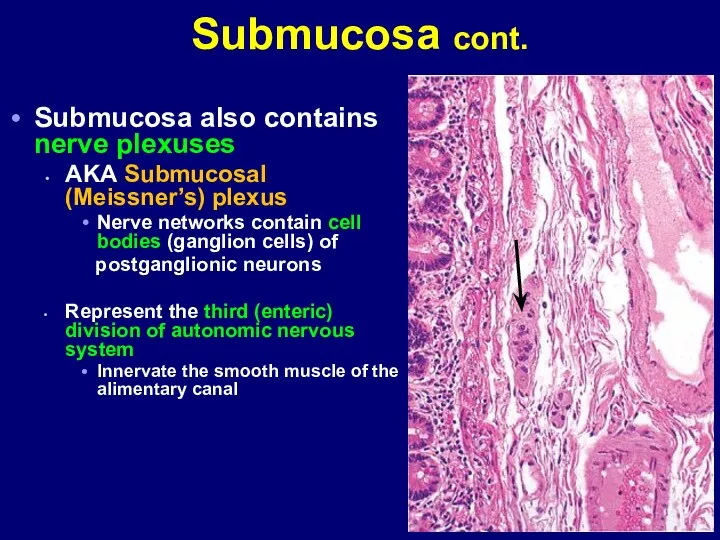 Submucosa cont. Submucosa also contains nerve plexuses AKA Submucosal (Meissner’s)