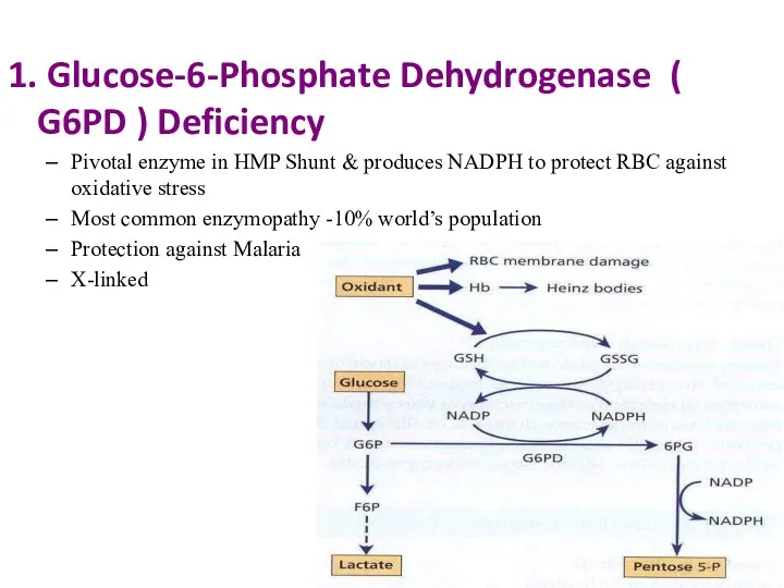 1. Glucose-6-Phosphate Dehydrogenase ( G6PD ) Deficiency Pivotal enzyme in