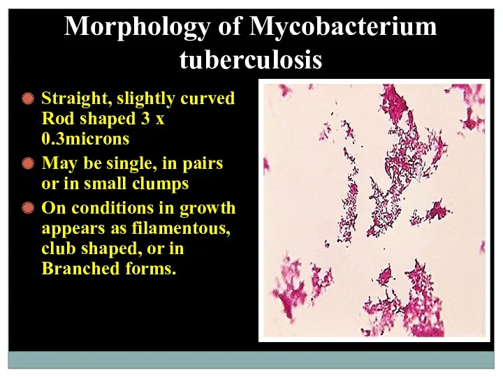 Morphology of Mycobacterium tuberculosis Straight, slightly curved Rod shaped 3