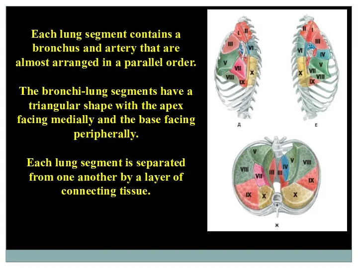 Each lung segment contains a bronchus and artery that are