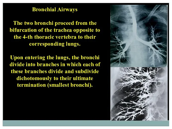 Bronchial Airways The two bronchi proceed from the bifurcation of