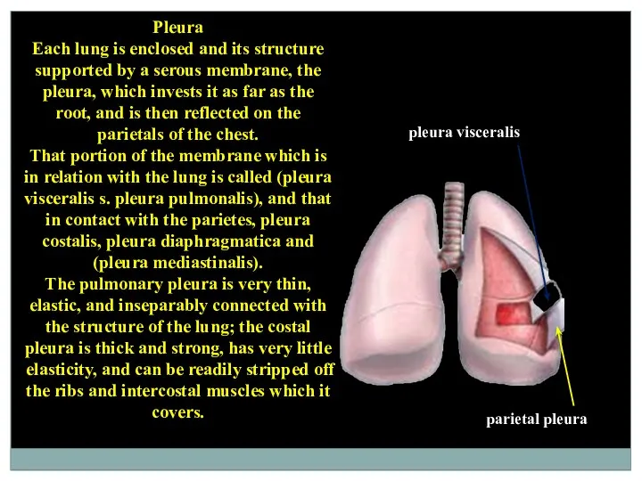 Pleura Each lung is enclosed and its structure supported by