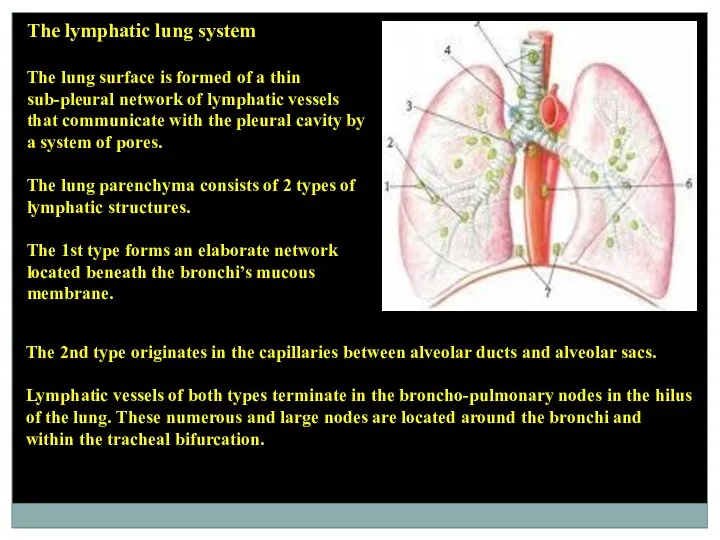 The lymphatic lung system The lung surface is formed of