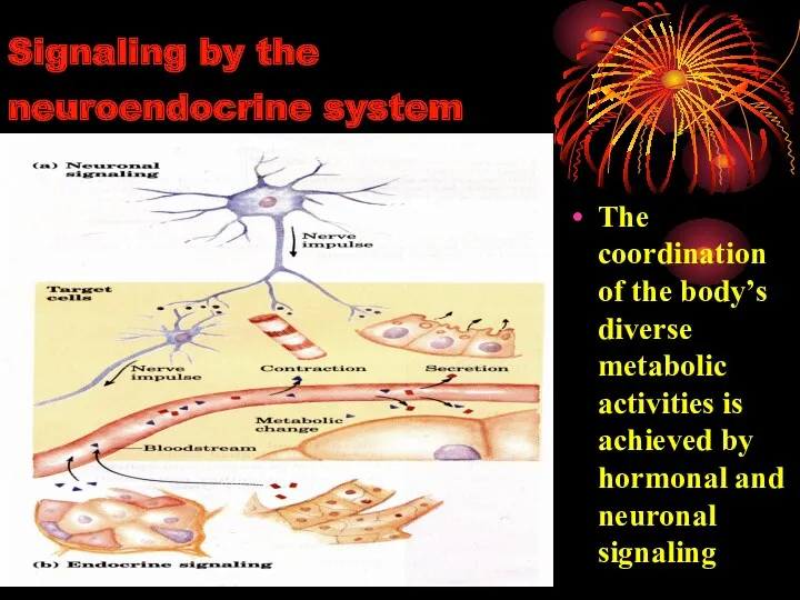 Signaling by the neuroendocrine system The coordination of the body’s