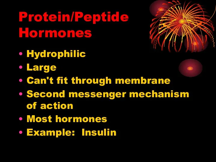 Protein/Peptide Hormones Hydrophilic Large Can't fit through membrane Second messenger