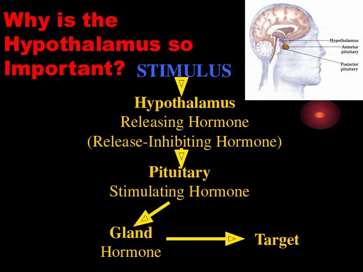 STIMULUS Hypothalamus Releasing Hormone (Release-Inhibiting Hormone) Pituitary Stimulating Hormone Gland